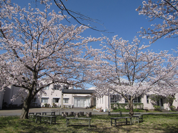 sakura